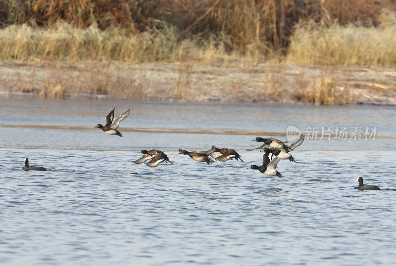 飞簇绒鸭(Aythya fuligula)